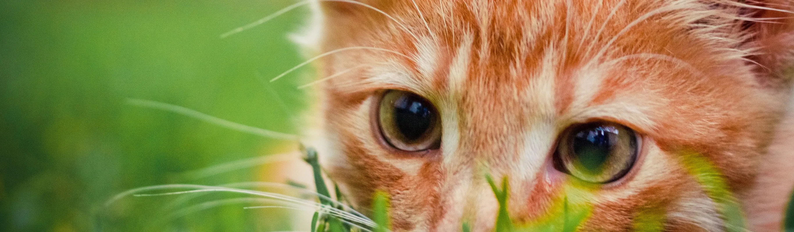 Close up of a cat sitting in grass